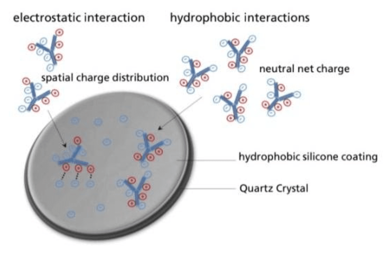 QCM Protein Adsorption