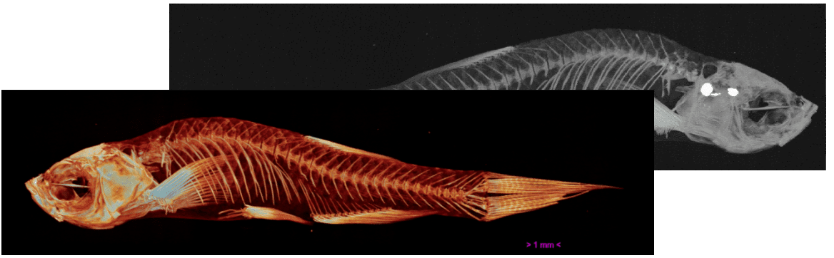 Zebrafish model Zebrafish model