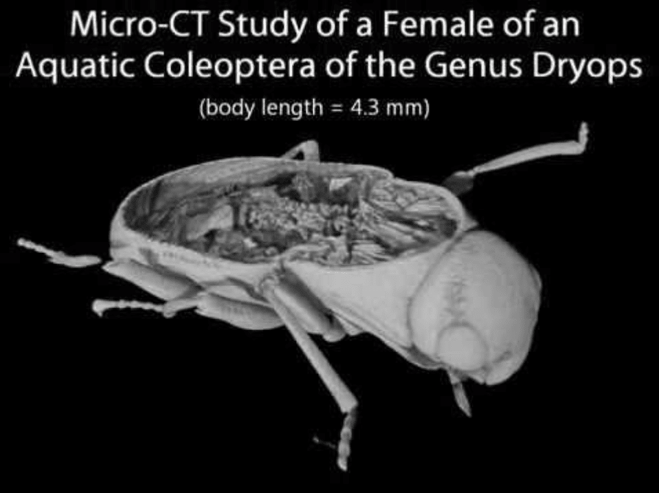 Insect study Insect study