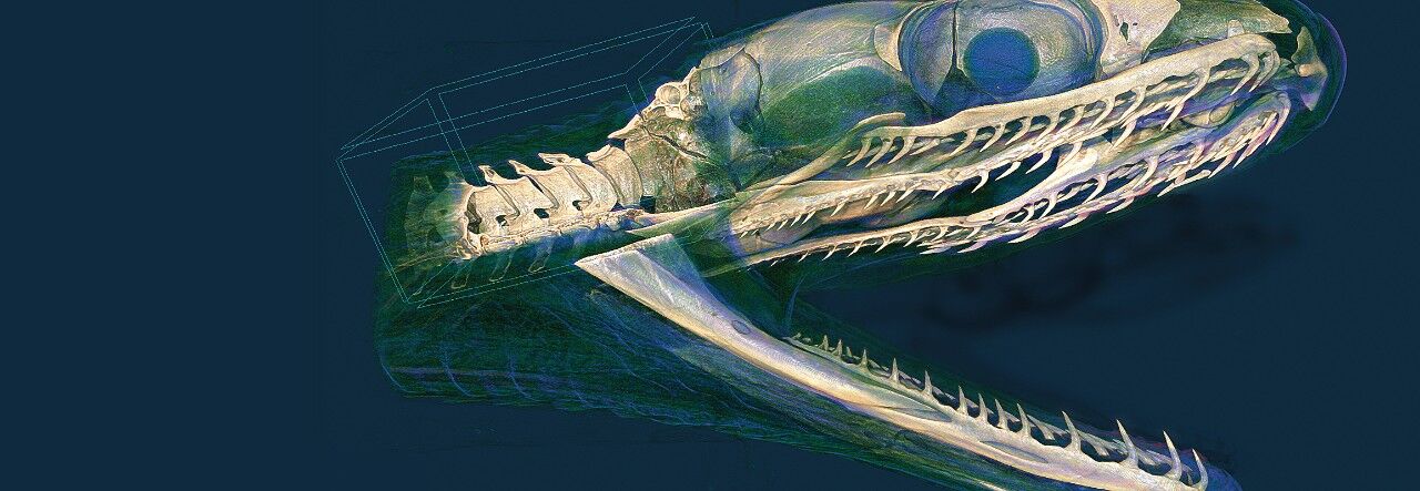 skyscan1272-snake
