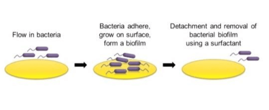 QCM-D biofilm monitoring