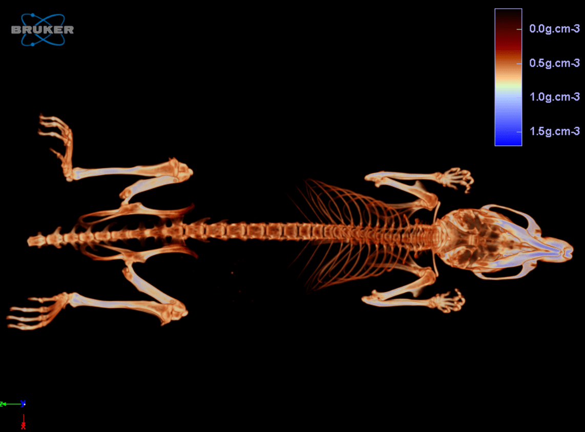 Mouse skeleton, color-coded for BMD Mouse skeleton, color-coded for BMD
