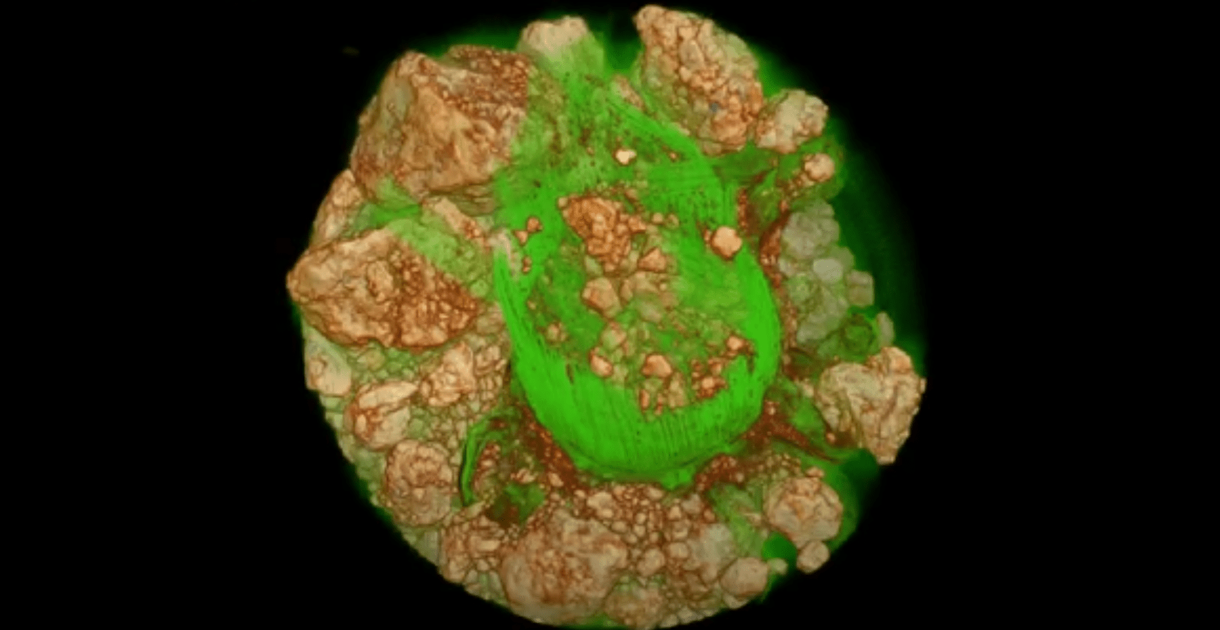 Plants - root Plants - root